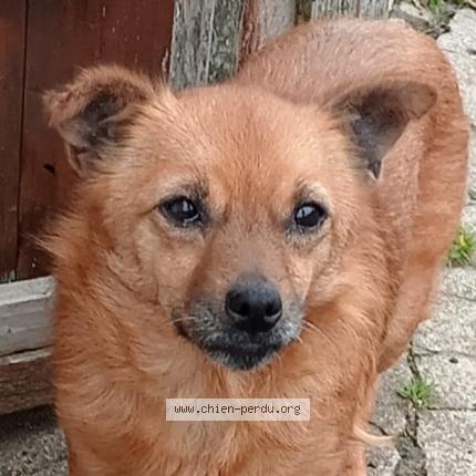 Photo 1/1 Chien retrouvé Perdu à Beaune la rolande
