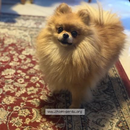 Photo de chien trouvé à 75011 Paris 11