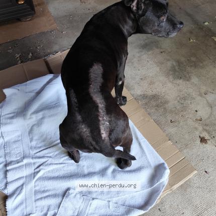 Photo de chien trouvé à Aubagne