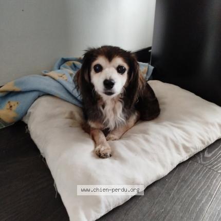 Photo de chien perdu à Henin Beaumont