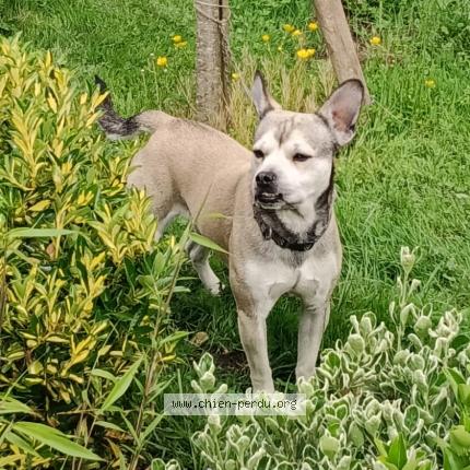 Photo de chien trouvé à Sallanches