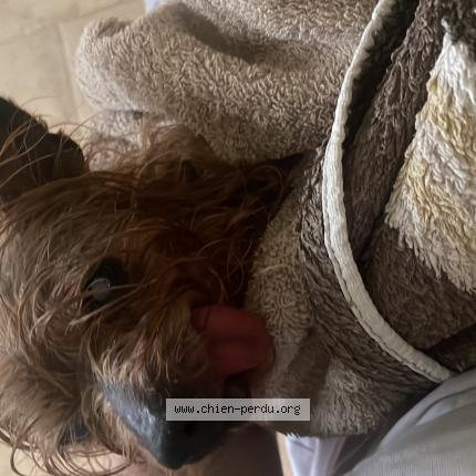 Photo de chien trouvé à Les Arcs