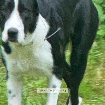 Photo 1/1 Chien retrouvé Perdu à Montpellier