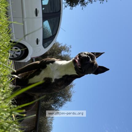 Photo de chien perdu à Batz Sur Mer