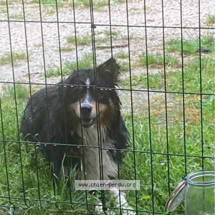 Photo 1/1 Chien retrouvé Trouvé à Maubec