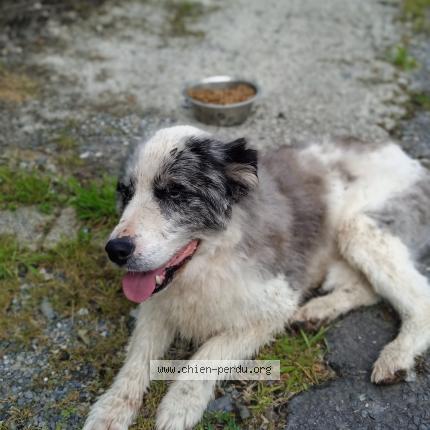 Photo de chien trouvé à Ste Fereole