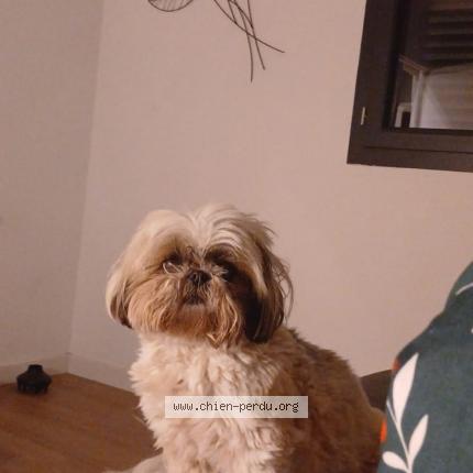 Photo de chien perdu à Montauban