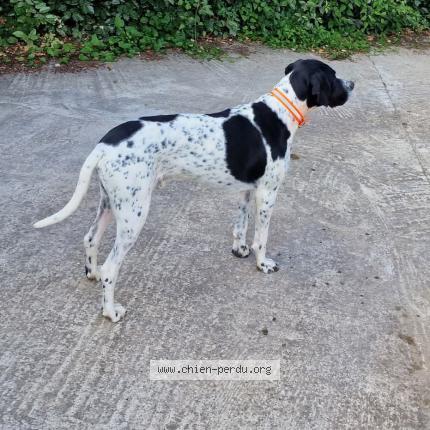 Photo 1/2 Chien retrouvé Perdu à Chateaurenard