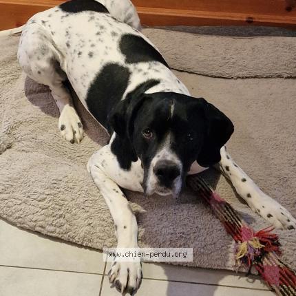 Photo 2/2 Chien retrouvé Perdu à Chateaurenard