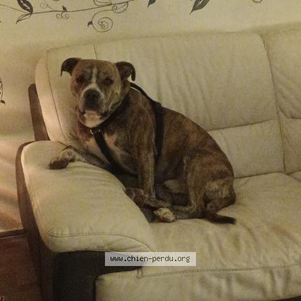 Photo 1/1 Chien retrouvé Trouvé à Perpignan