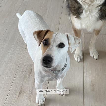 Photo de chien perdu à Lias