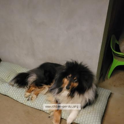 Photo 1/1 Chien retrouvé Perdu à Cours les barres