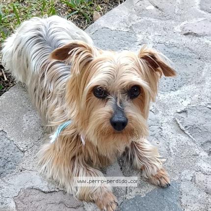 Photo 1/1 Teo Chien perdu à Guatemala