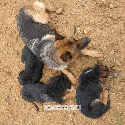 Photo de chien trouvé à Clapiers
