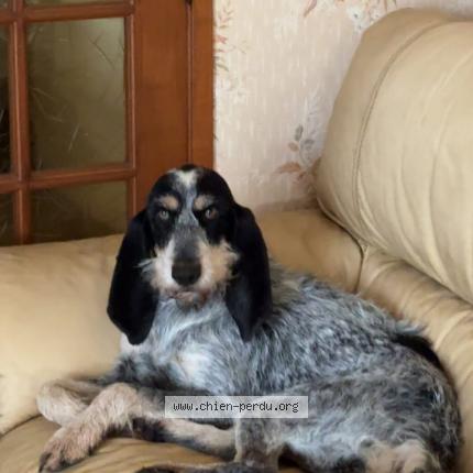 Photo 1/1 Chien retrouvé Perdu à Janailhac