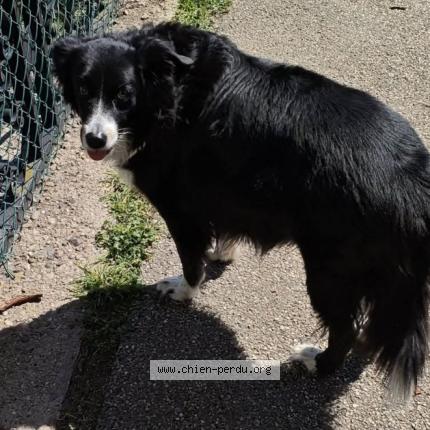 Photo de chien perdu à St Etienne
