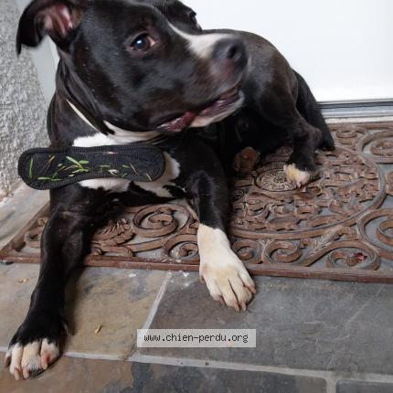 Photo de chien trouvé à Saint Bauzille De Montmel