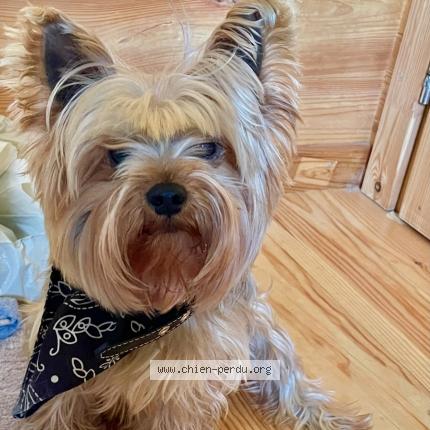 Photo 1/1 Chien retrouvé Perdu à Saint marcel