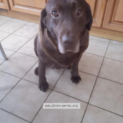 Photo 1/1 Chien retrouvé Perdu à Vire