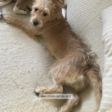 Photo de chien perdu à Plehedel