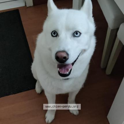 Photo de chien perdu à Bazoches Sur Le Betz