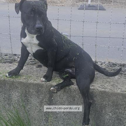 Photo de chien perdu à Amilly