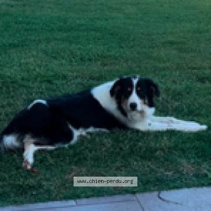 Photo de chien perdu à Le Fousseret