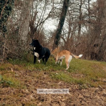 Photo 1/1 Chien retrouvé Perdu à Ledat