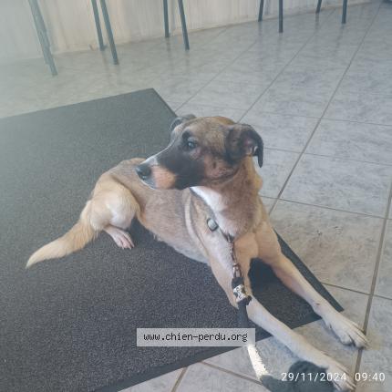 Photo 1/1 Chien retrouvé Perdu à Ledat
