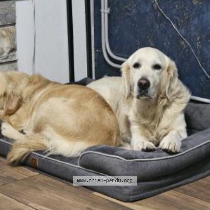 Photo 1/1 Chien retrouvé Perdu à Castelsarrasin