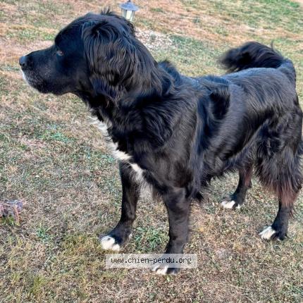 Photo de chien perdu à Janailhac