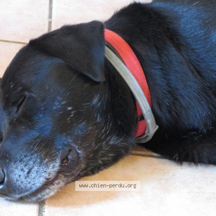 Photo de chien perdu à Marmande