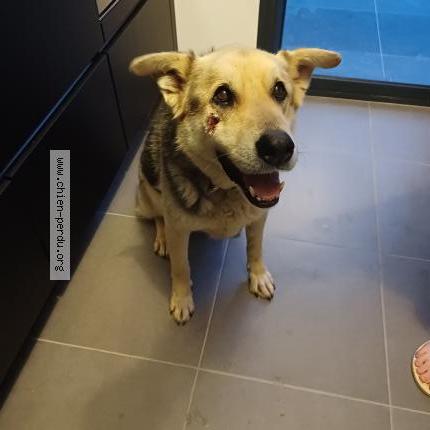 Photo de chien trouvé à Crest