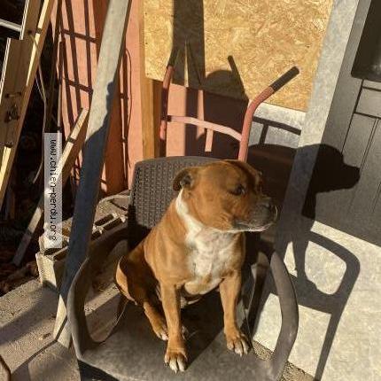 Photo de chien perdu à Frontignan