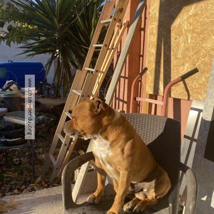 Photo 2/2 Chien retrouvé Perdu à Frontignan