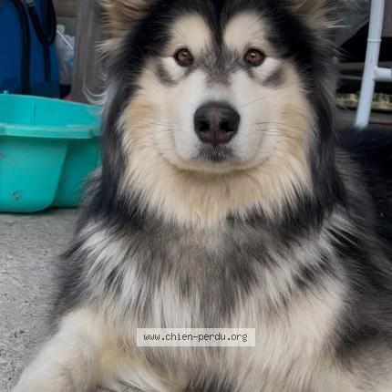 Photo de chien perdu à Evran