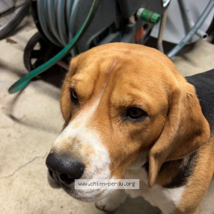 Photo de chien perdu à Champfleur