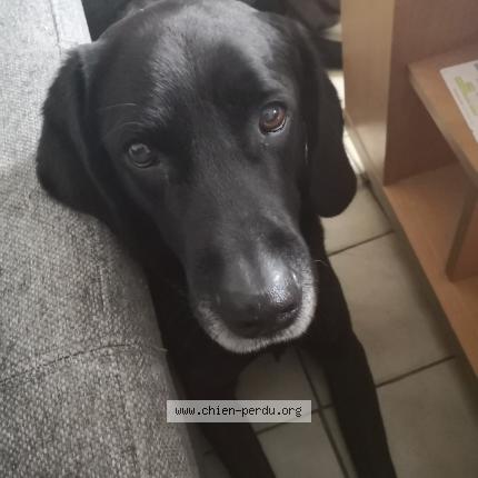 Photo 1/1 Chien retrouvé Perdu à St genouph