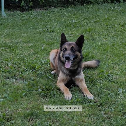 Photo de chien perdu à La Croix De La Rochette