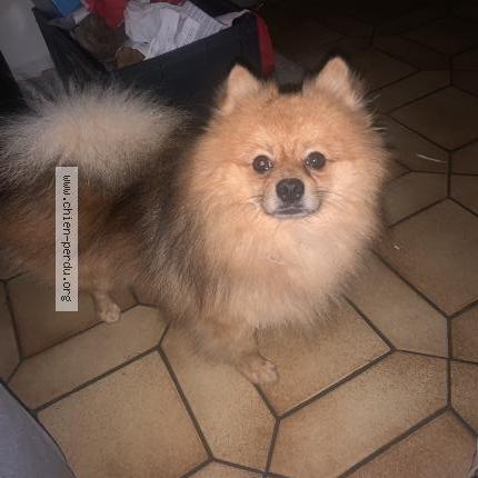 Photo 1/1 Chien retrouvé Perdu à Bais