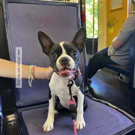 Photo de chien perdu à Paris