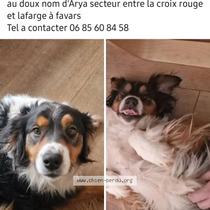 Photo de chien perdu à Favars