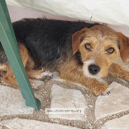 Photo 1/1 Chien retrouvé Perdu à Senan