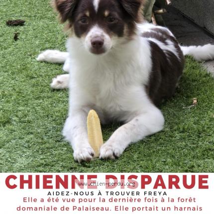 Photo 1/1 Chien retrouvé Perdu à Palaiseau