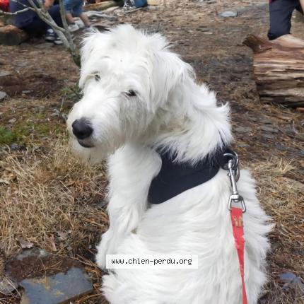 Photo 1/2 Chien retrouvé Perdu à Cesson sevigne