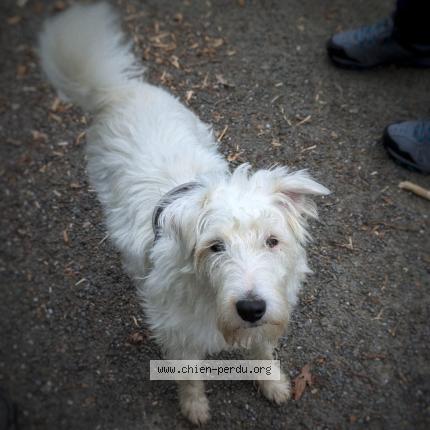 Photo 2/2 Chien retrouvé Perdu à Cesson sevigne