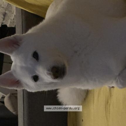 Photo de chien perdu à Nice