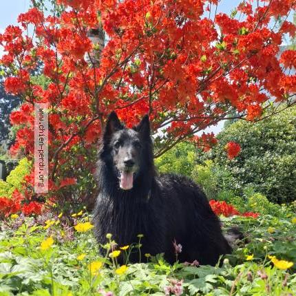 Photo de chien perdu à Mont Saint Michel