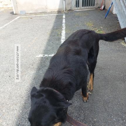 Photo de chien trouvé à Saumur