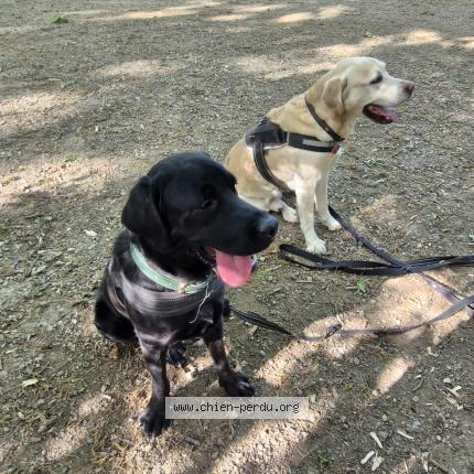 Photo 1/1 Chien retrouvé Perdu à Toulouse